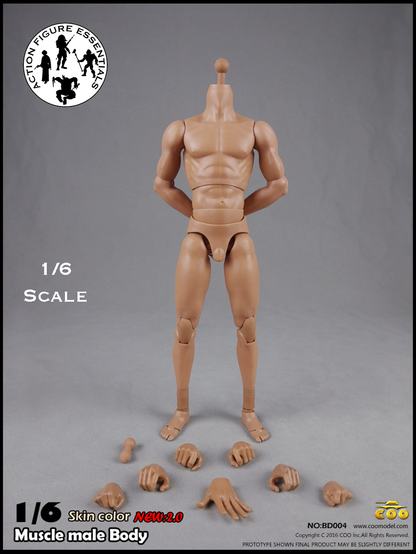 COOMODEL Male Body Muscle Tall 1/6 BD004 New 2.0 Version Hot Toys Scale