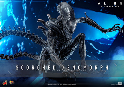 Hot Toys Scorched Xenomorph Alien Romulus 1/6 Scale Figure MMS784
