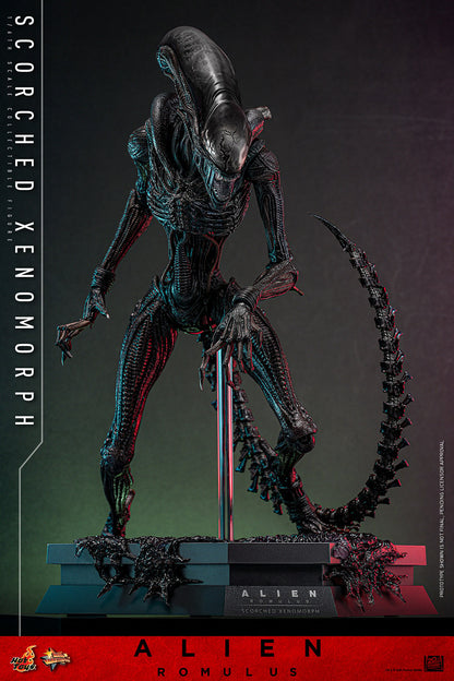 Hot Toys Scorched Xenomorph Alien Romulus 1/6 Scale Figure MMS784