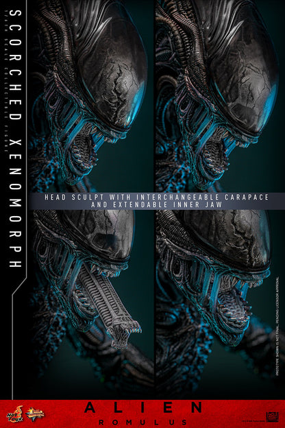 Hot Toys Scorched Xenomorph Alien Romulus 1/6 Scale Figure MMS784