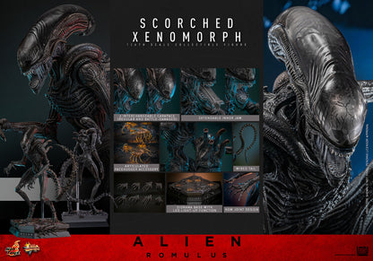 Hot Toys Scorched Xenomorph Alien Romulus 1/6 Scale Figure MMS784
